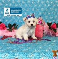 maltese puppy posted by little paws kennel